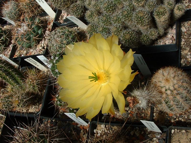 Echinocereus subinermis_1.JPG